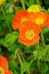 flowers in the garden