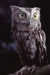 Eastern Screech Owl (Megascops Asio)