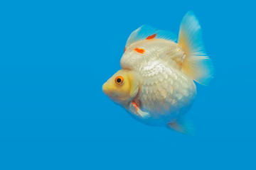 Beautiful white Ryukin Goldfish diving in fresh water glass tank on blue background.