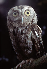 Eastern Screech Owl (Megascops Asio)