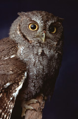 Eastern Screech Owl (Megascops Asio)