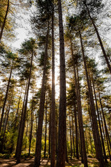 Fototapeta premium Trees in woodland forest with sun rays