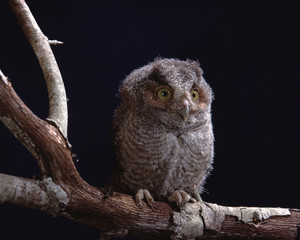 Eastern Screech Owl (Megascops Asio)
