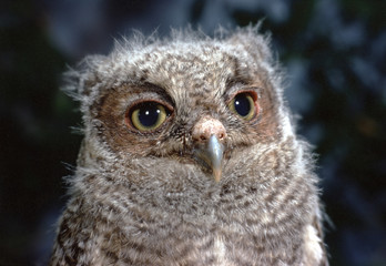 Eastern Screech Owl baby (Megascops Asio)
