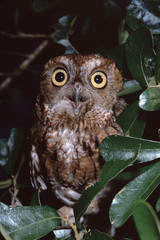 Eastern Screech Owl (Megascops Asio)