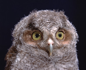 Eastern Screech Owl (Megascops Asio)