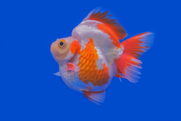 Beautiful Ryukin Goldfish diving in fresh water glass tank on blue background.