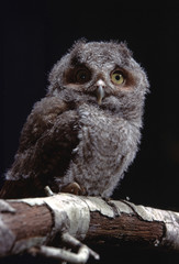 Eastern Screech Owl (Megascops Asio)