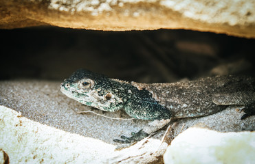 Close up of an agama lizard hiding under a rock in the Cape of good hope National park