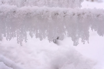 Icicles of snow or hoar frost hanging from bare branches of a deciduous tree in a winter landscape with sunburst through the trees and clear blue sky over snowy fields