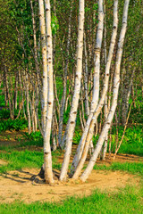 Birch tree in the park