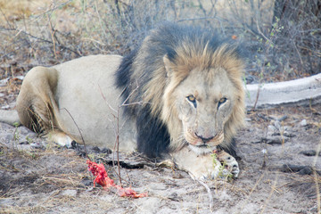 Naklejka premium Male Lion Feeding