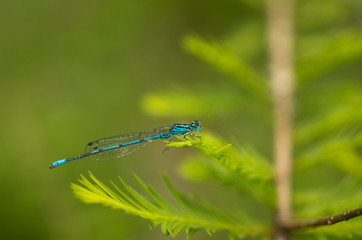 Azurjungfer