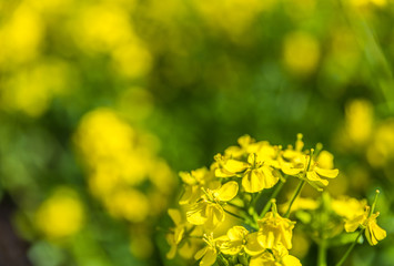 Yellow rape blossoms