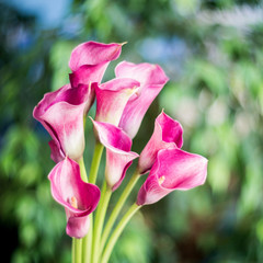 Bunch of magenta calla lilly flowers in soft and blur style