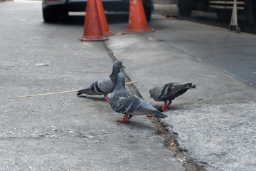 pigeons on the street