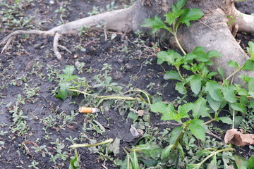 young plants in the garden