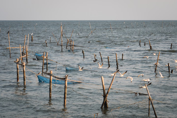As soon as it touches something unusual The seagulls quickly flew dangerously. Is a wildlife...
