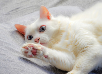White fluffy Angora cat with blue eyes frolics in bed