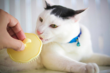 Prepare cat brush.