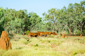 A herd of cattle in the Wet Season in Outback Australia
