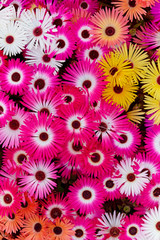 background of flowers