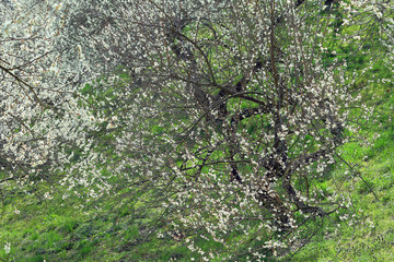 春の花、梅林、白梅、うめ、春風景、