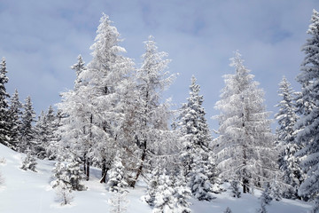 Obraz premium Paysage d'hiver