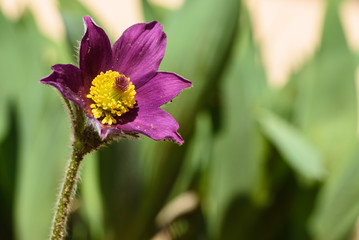 Lonely flower in the garden