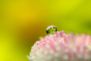 水滴に花、水中花、、デージー、水滴、: 花に水滴、黄色、春の花、、水滴