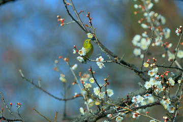 春の野鳥、梅にメジロ、メジロに白梅、春イメージ、春風景、グリーン