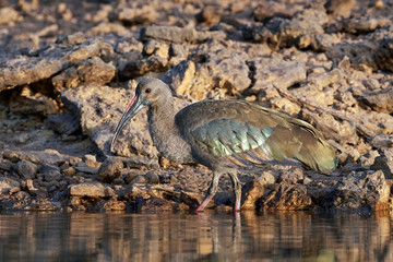 Hadeda ibis (Bostrychia hagedash)
