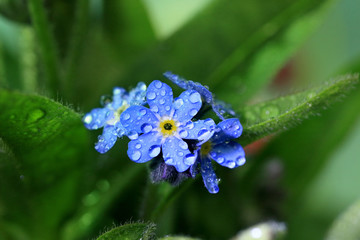 忘れな草、春の花、水滴、ブルー、春の花、春一番、