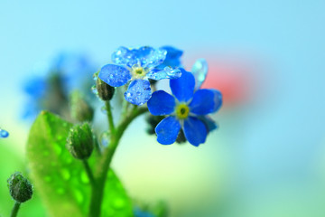 忘れな草、春の花、水滴、ブルー、春の花、春一番、