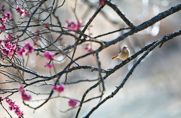 梅にジョウビタキ、ジョウビタキ、春の野鳥、早春、春景色、梅開花