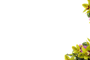  Tulips in the form of a frame on a white background. Spring flowers