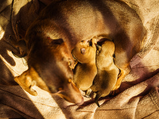 Little dachshund mom feeding puppies newborns