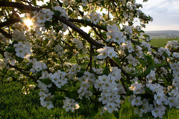 Apfelblüte