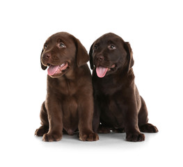 Chocolate Labrador Retriever puppies on white background