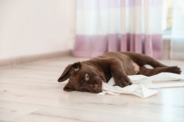 Cute chocolate Labrador Retriever puppy playing with torn paper on floor indoors. Space for text