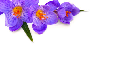 Violet crocuses on a white background with space for text
