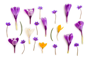 Violet, white, yellow crocuses (Crocus vernus) and violet flowers hepatica ( liverleaf or liverwort ) on a white background. Top view, flat lay