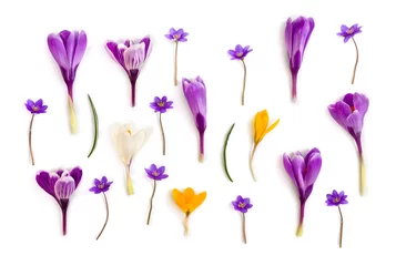 Fotobehang Krokus Violet, white, yellow crocuses (Crocus vernus) and violet flowers hepatica ( liverleaf or liverwort ) on a white background. Top view, flat lay  © Anastasiia Malinich