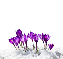 Spring snowdrops flowers violet crocuses (Crocus heuffelianus) in snow on a white background with...