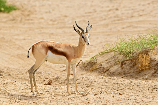 Springbok - Antidorcas marsupialis, beautiful iconic antelop from southern African bushes and plains, Namib desert, Namibia.