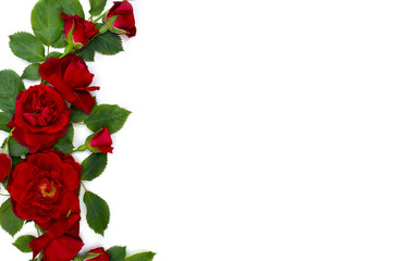 Beautiful red roses and buds on white background with space for text. Top view, flat lay