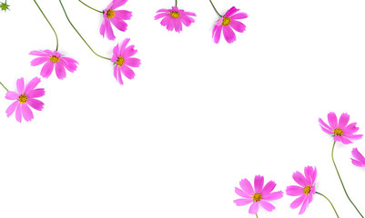 Frame of pink flowers cosmos on a white background with space for text. Top view, flat lay