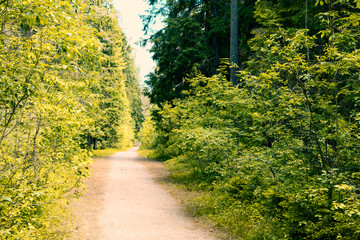 Fototapeta na wymiar UNESCO World Heritage list - Old ancient larch forest near Saint Petersburg, Russia. Old larches, pathway, grass, trees, fern plants. Forest since 1700 years for ship timber.