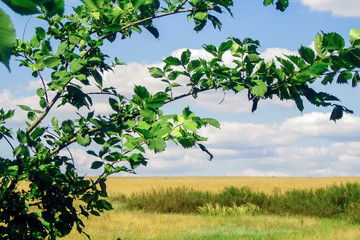 Сельская местность