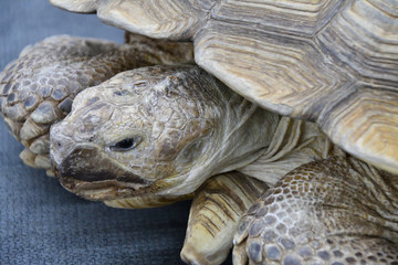 African spurred tortoise (LVL. Geochelone sulcata)